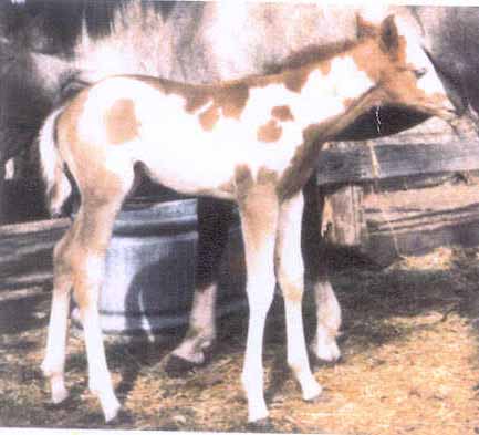 foal1.jpg